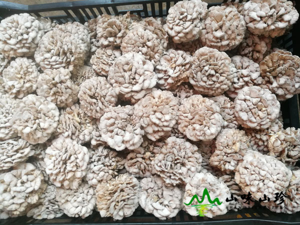 新鲜白参菌图三