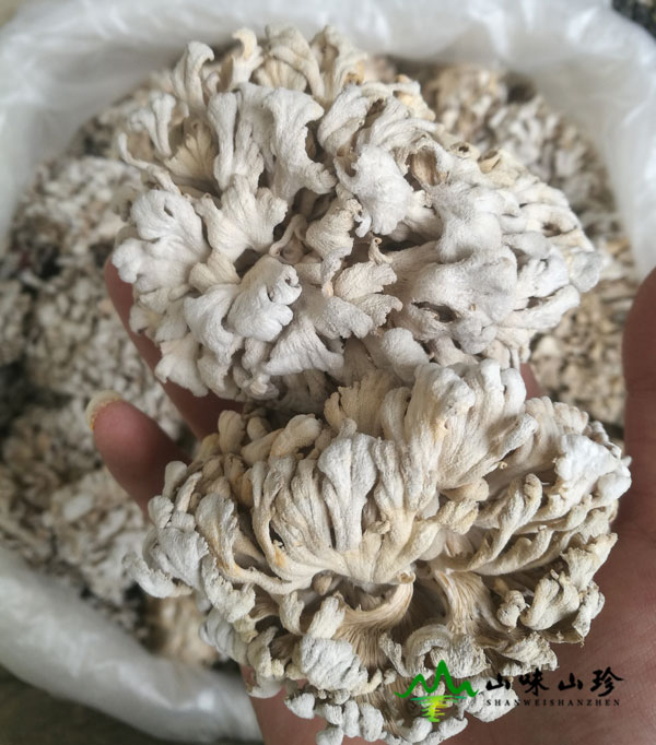 干品白参菌图一