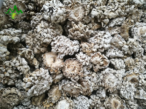 干品白参菌图三