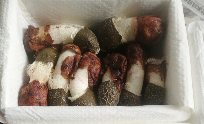新鲜竹荪包装方式