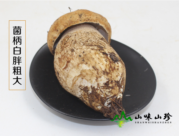新鲜美味牛肝菌外观图