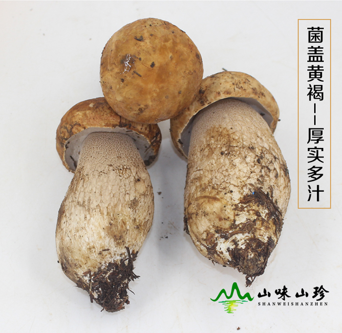 美味牛肝菌菌盖黄褐色