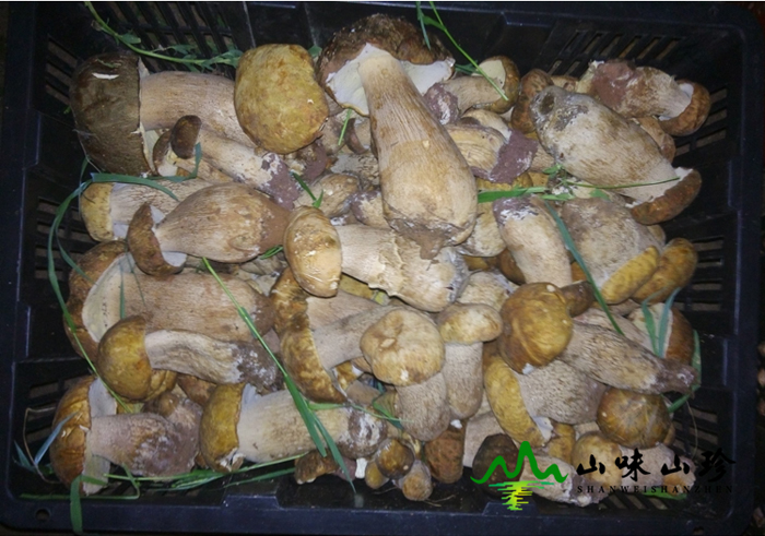 新鲜美味牛肝菌多少钱一斤