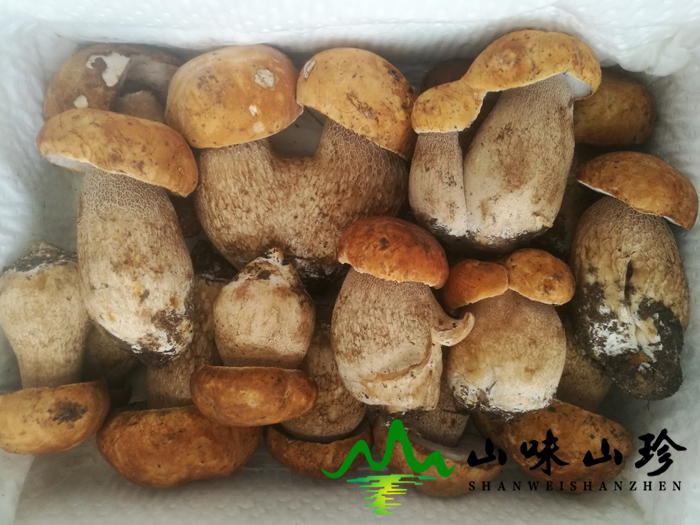 新鲜美味牛肝菌挑选方法