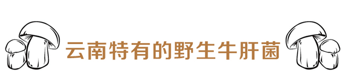 美味牛肝菌只有野生