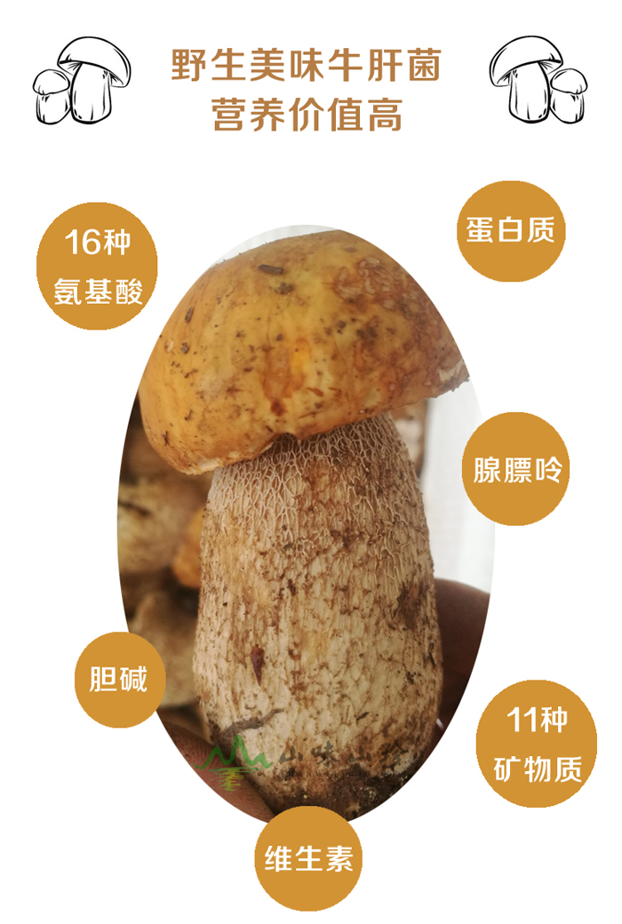 美味牛肝菌营养价值