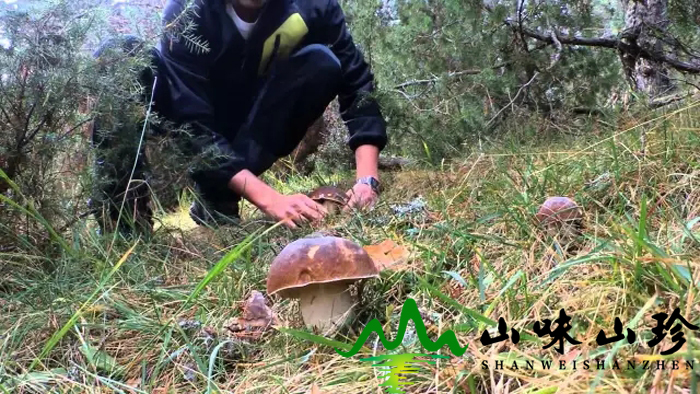 美味牛肝菌生长周期