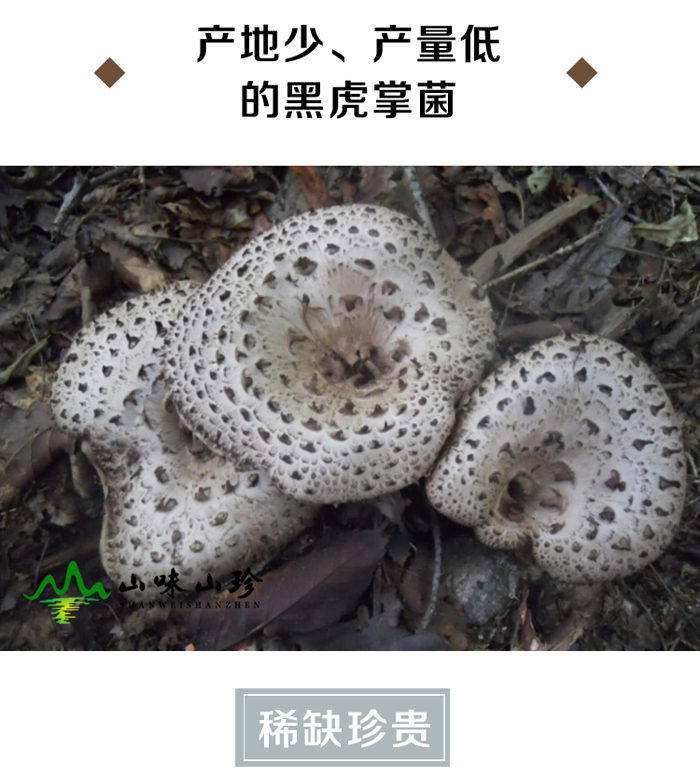 黑虎掌菌生长环境