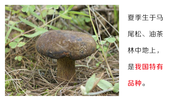 黑牛肝菌的生长环境图片