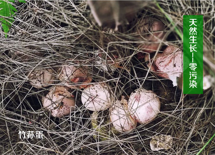 竹荪生长环境