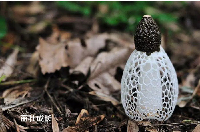 竹荪生长过程