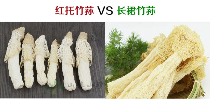 短裙竹荪和长裙竹荪对比