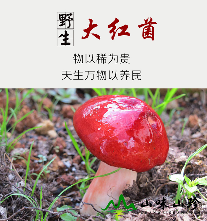 野生大红菌生长环境