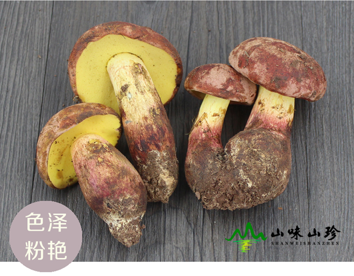 红葱牛肝菌色泽粉艳