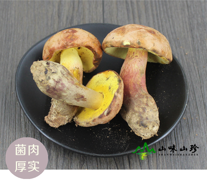 新鲜红葱牛肝菌菌肉厚实