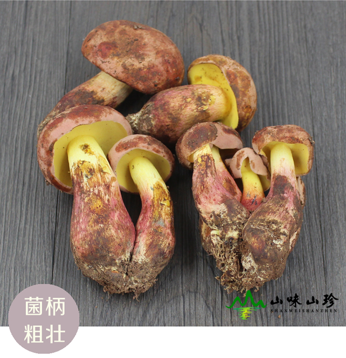 见手青菌柄粗壮