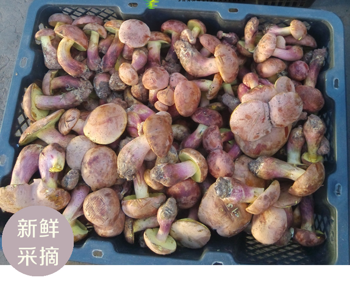 新鲜红葱牛肝菌当天采摘