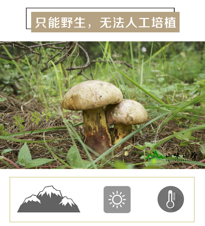新鲜白葱牛肝菌生长环境图片 