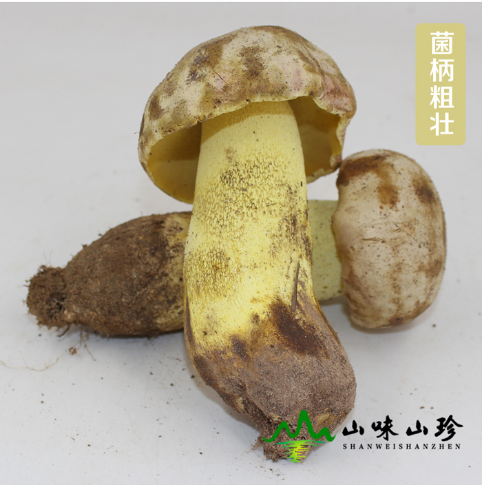 新鲜白葱牛肝菌实拍图