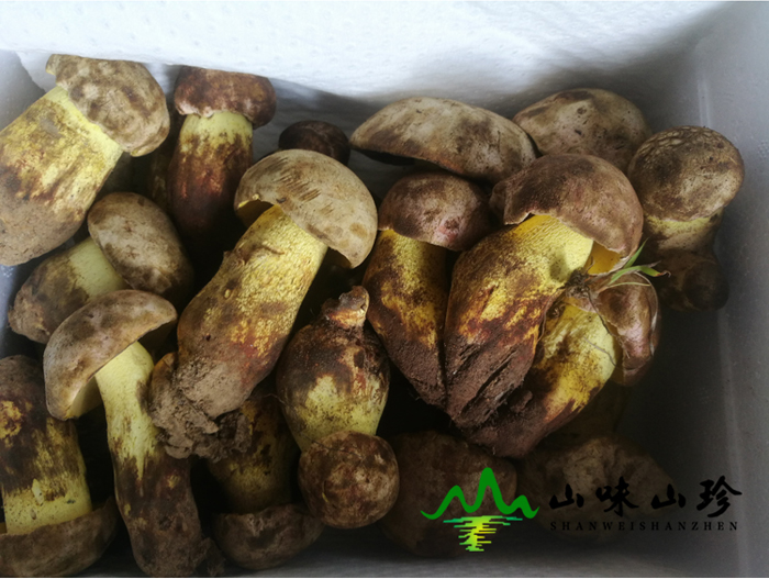 新鲜白葱牛肝菌包装方式