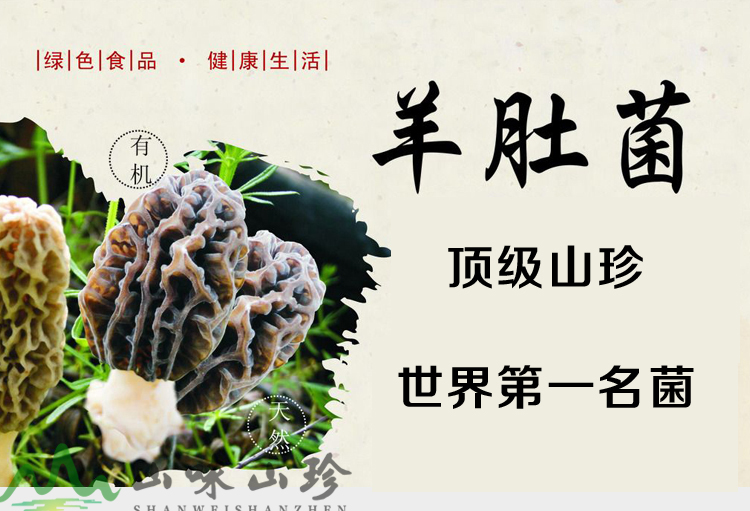 羊肚菌--顶级山珍 羊肚菌--顶级山珍