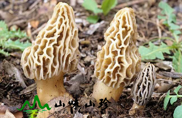 野生羊肚菌生长环境