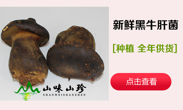 种植新鲜黑牛肝菌