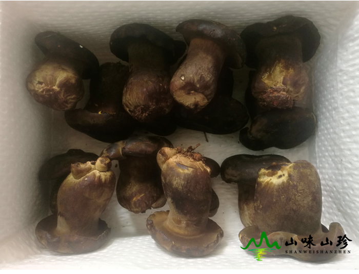 新鲜黑牛肝菌包装图