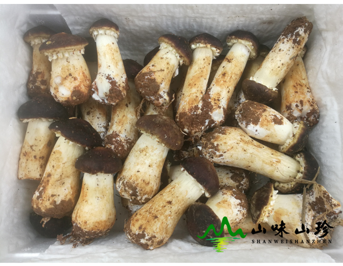 新鲜姬松茸多少钱一斤