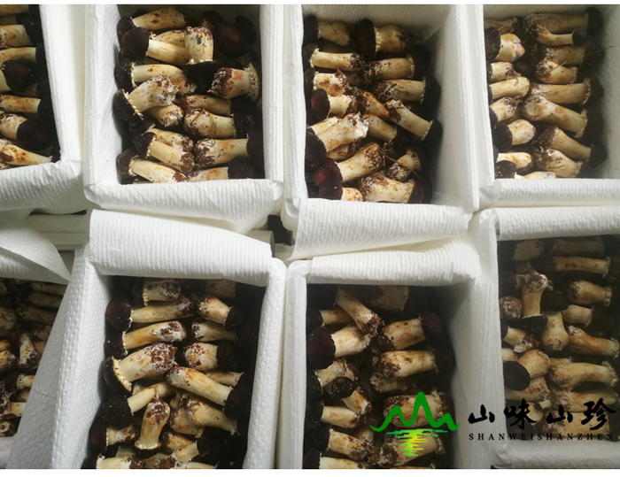 新鲜姬松茸批发