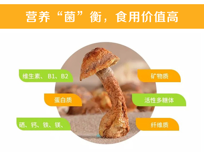 姬松茸营养价值