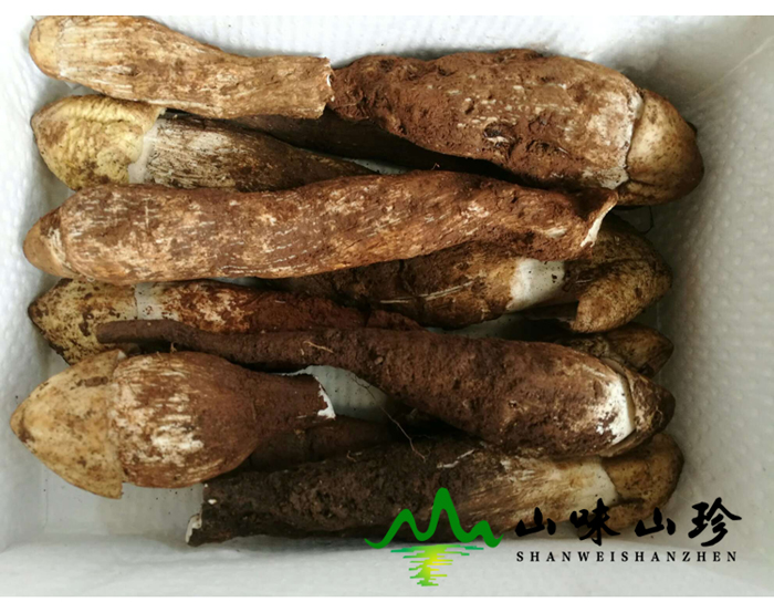 新鲜鸡枞菌批发
