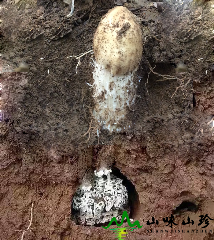新鲜鸡枞与白蚁共生