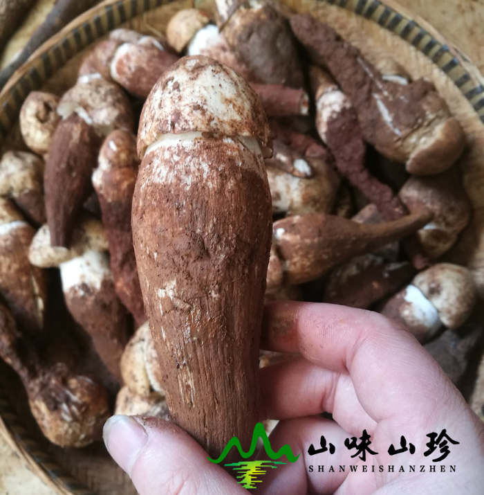 新鲜鸡枞采摘