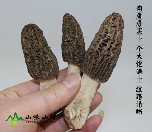 新鲜羊肚菌图