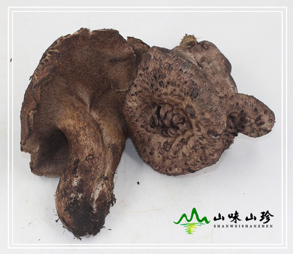 新鲜野生黑虎掌菌图二