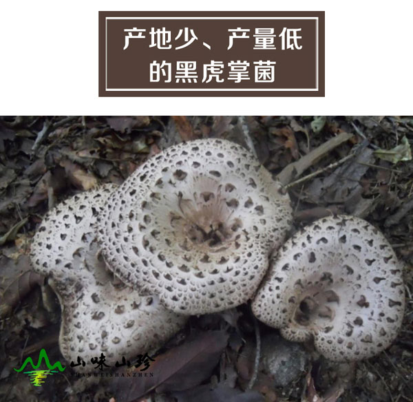 珍贵稀有的黑虎掌菌