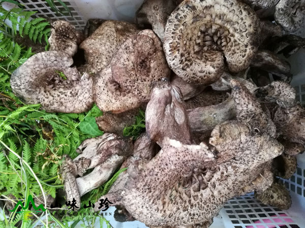 野生新鲜黑虎掌菌
