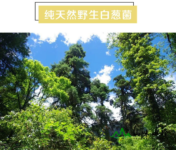 白葱菌生长环境