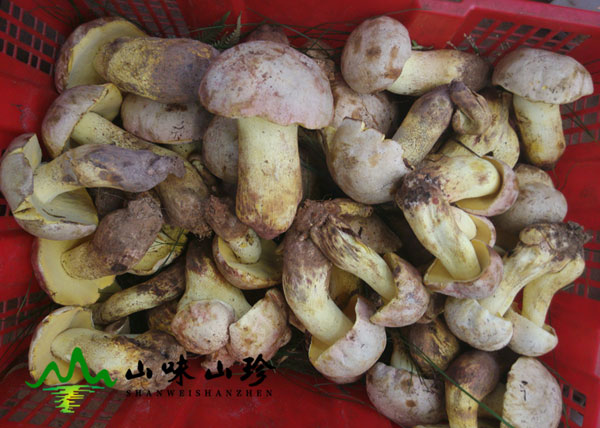 新鲜野生白葱菌