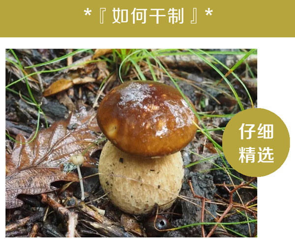 野生美味牛肝菌如何干制