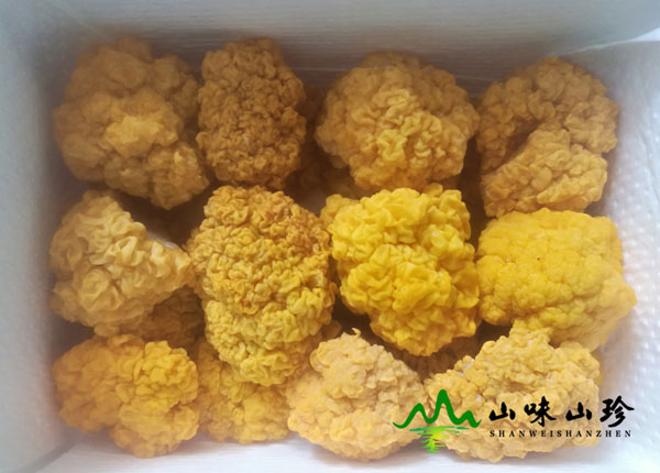 新鲜特级金耳发货