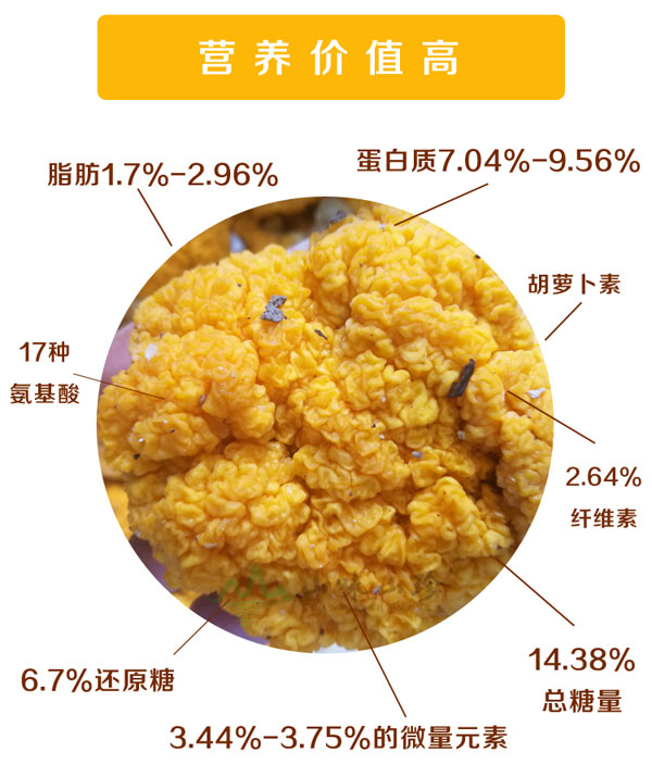 新鲜特级金耳营养价值