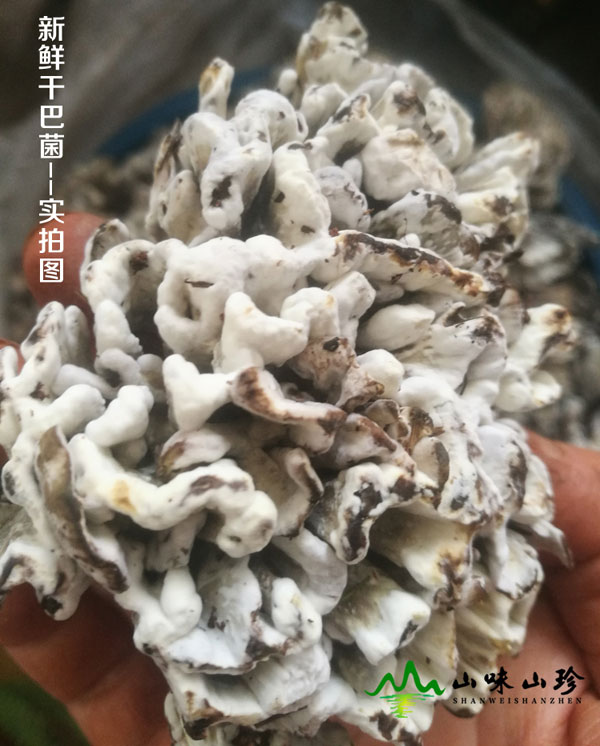 新鲜干巴菌图三