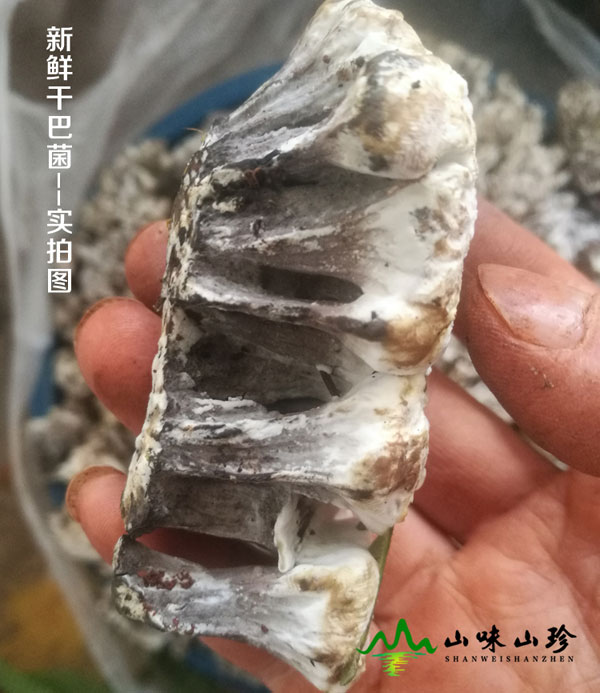 新鲜干巴菌图二