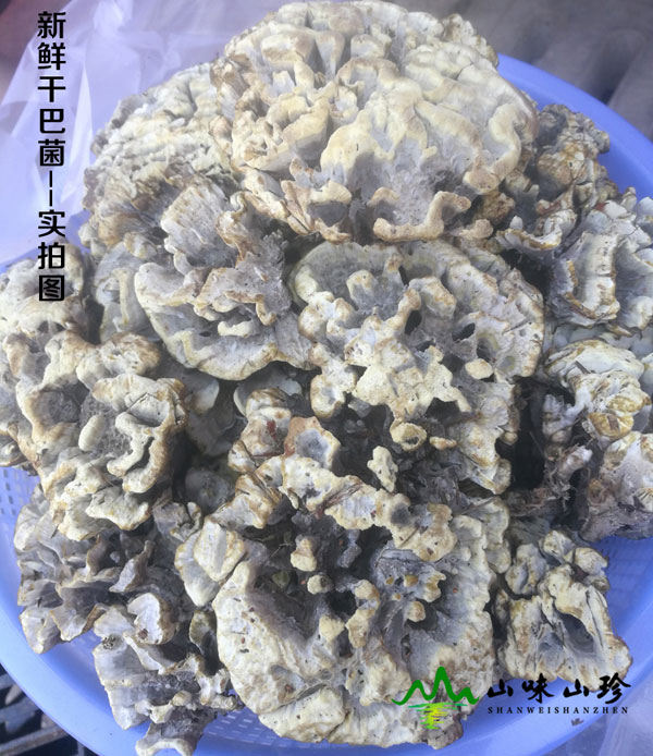 新鲜干巴菌图一
