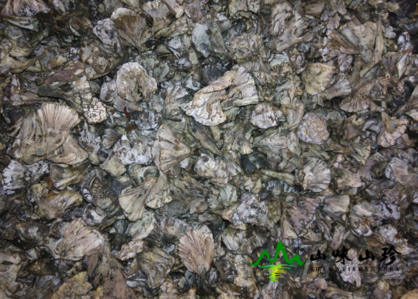 新鲜干巴菌大量现货