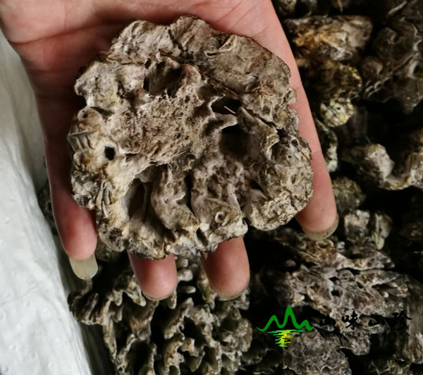 新鲜干巴菌打包