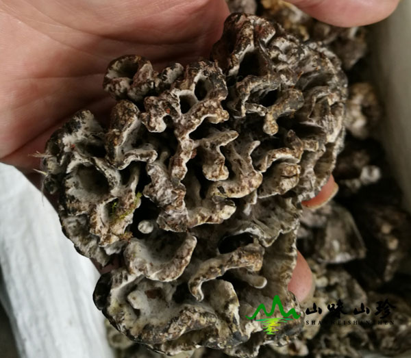 新鲜干巴菌