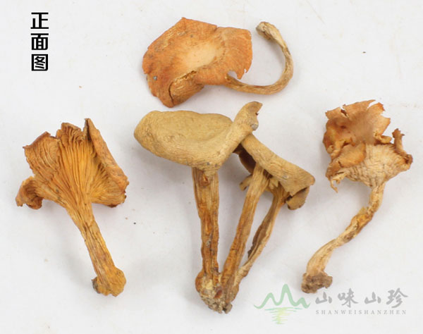特级鸡油菌图